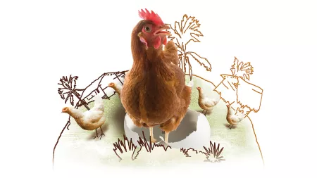 Ein Hahn und zwei Hennen