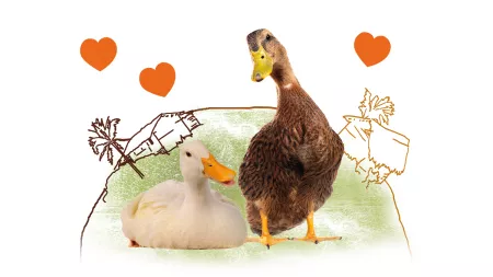Entenpaar mit Herz