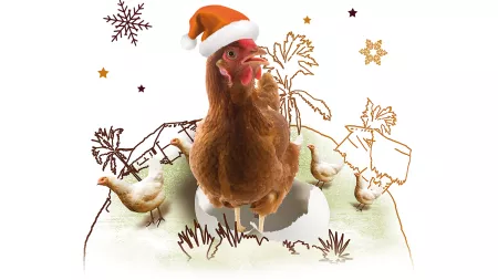 Hühner XMAS