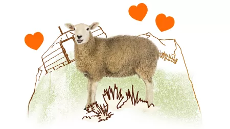 Schaf mit Herz