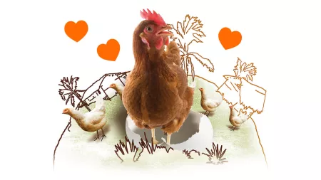 Zwei Hühner, ein Hahn mit Herz