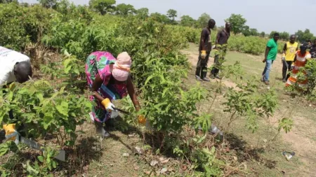 Menschen in Ghana FMNR
