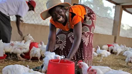 Hühnerzucht in Afrika