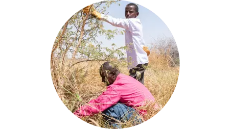 Wiederbegrünung in Somalia