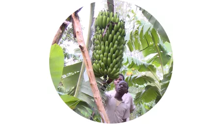 Bananenanbau in Burundi