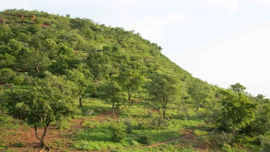 Aufgeforstete Landschaft