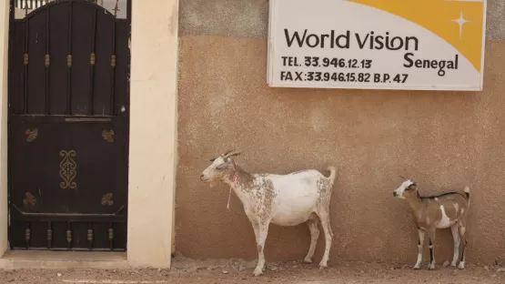 Ziegen vor dem World Vision Büro im Senegal