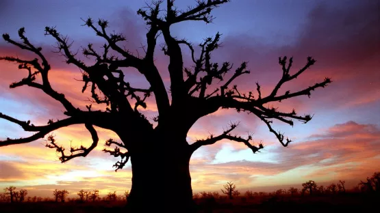 Affenbrotbaum in Senegal