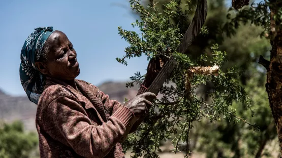 Frau stutzt einen Baum