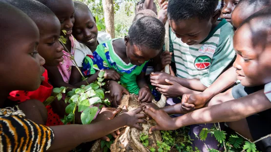 Kinder untersuchen die Wurzeln der Pflanzen