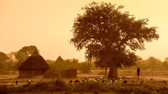 Viehwirtschaft im Sudan