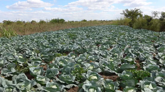 Die Mitglieder der Patenreise shen die Vorteile der Bewässerungsanlagen an der sprießenden LandwirtschaftDie Mitglieder der Patenreise shen die Vorteile der Bewässerungsanlagen an der sprießenden Landwirtschaft