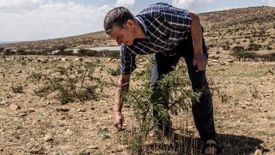 World Vision Mitarbeiter Tony Rinaudo erhält alternativen Nobelpreis