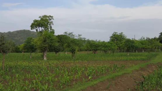 Wieder ergrünte Landschaft in Äthiopien
