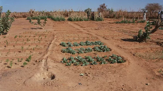 Karges Land, welches nur wenig Ertrag bietet.