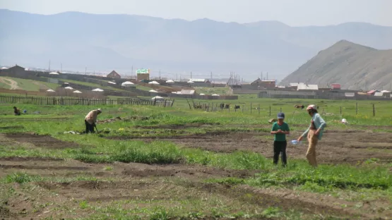 Unbewirtschaftete Felder