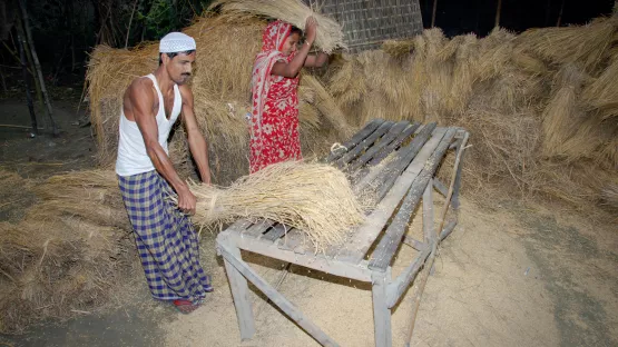 Harun und seine Frau Majeda bei der Reis ernte.