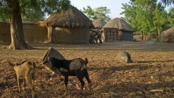 Dorf in Bailli im Tschad