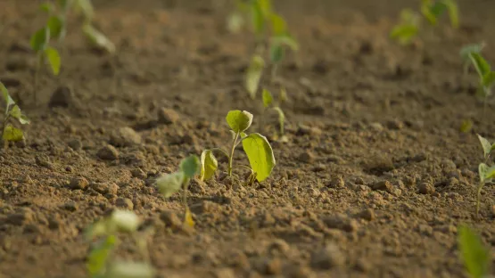 Landwirtschaft Syrien